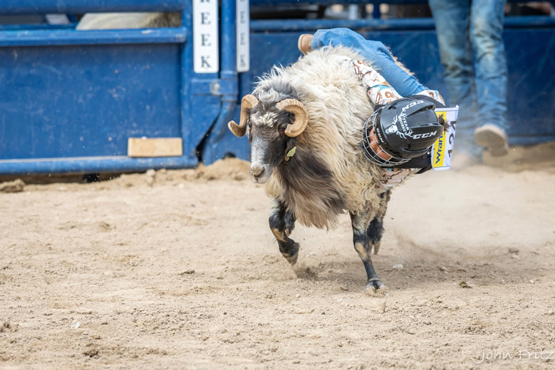 A child wearing a helmet rides a sheep in a rodeo arena during the Mutton Bustin event.